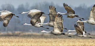 Alabama sets 1st sandhill crane hunting season in 103 years