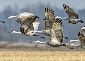 Alabama sets 1st sandhill crane hunting season in 103 years