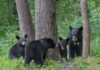 The Alabama Cooperative Extension System talks black bears in Alabama