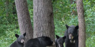 The Alabama Cooperative Extension System talks black bears in Alabama