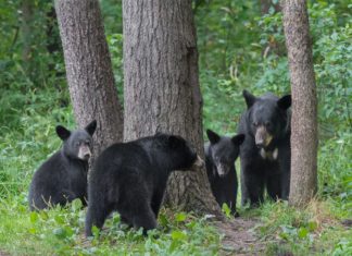 The Alabama Cooperative Extension System talks black bears in Alabama