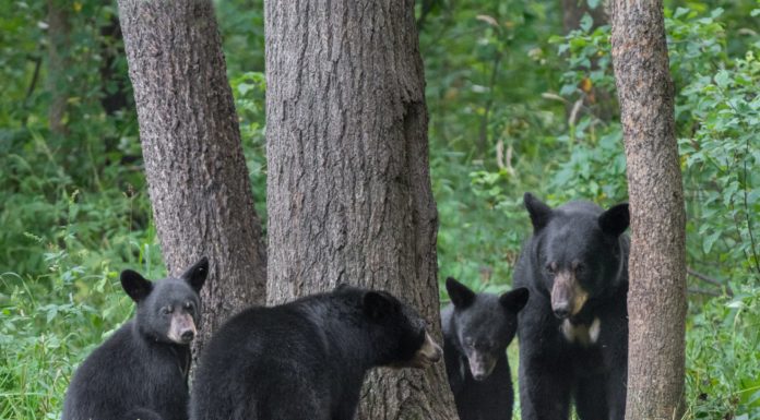 The Alabama Cooperative Extension System talks black bears in Alabama