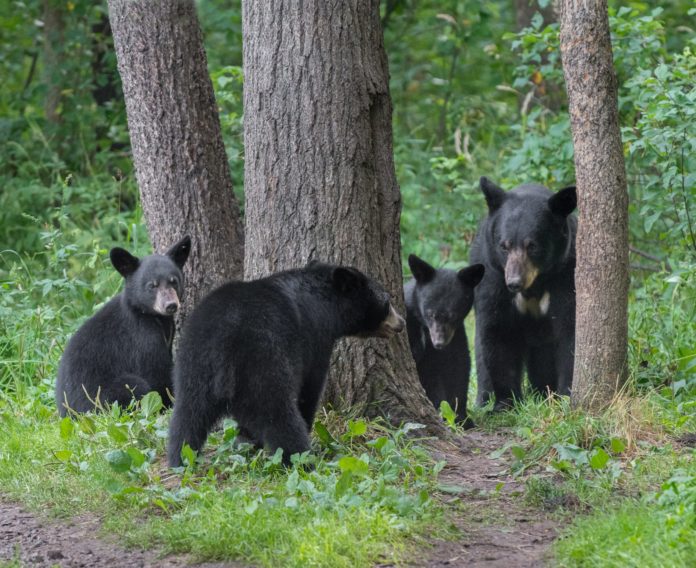 Black-bear-mother-and-cubs