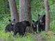 The Alabama Cooperative Extension System talks black bears in Alabama