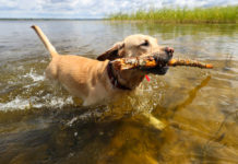 Blue-green algae causes concern for dog owners