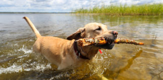 Blue-green algae causes concern for dog owners