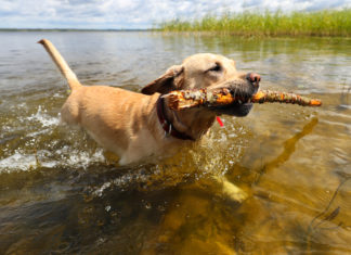 Blue-green algae causes concern for dog owners