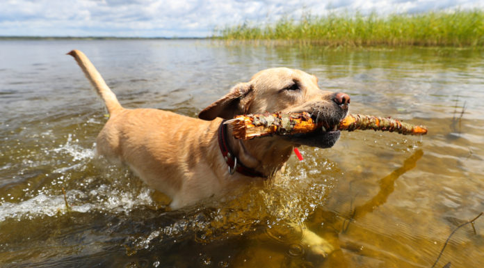 Blue-green algae causes concern for dog owners