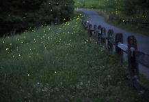 Lightning bugs: summer’s night light