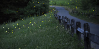 Lightning bugs: summer’s night light