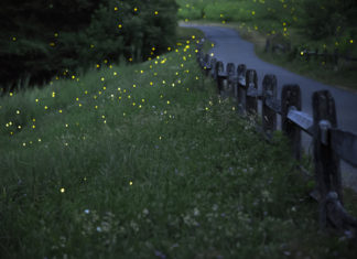 Lightning bugs: summer’s night light