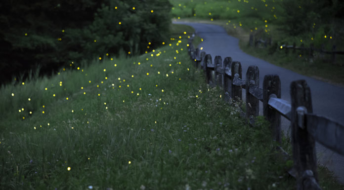 Lightning bugs: summer’s night light