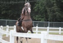 Baileyton hosts 7th Annual Roger Latham Memorial Horse Show