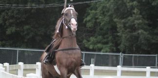 Baileyton hosts 7th Annual Roger Latham Memorial Horse Show