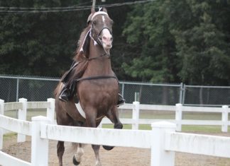 Baileyton hosts 7th Annual Roger Latham Memorial Horse Show