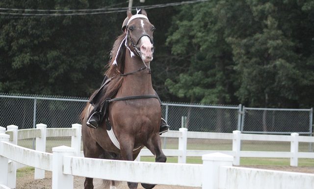 Baileyton hosts 7th Annual Roger Latham Memorial Horse Show