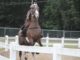 Baileyton hosts 7th Annual Roger Latham Memorial Horse Show