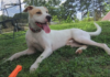 (Bonus) Pet of the Week: He’s a Dandy!