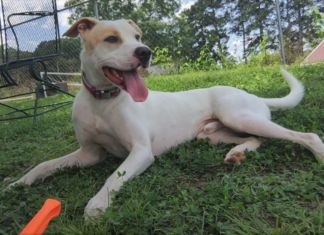 (Bonus) Pet of the Week: He’s a Dandy!