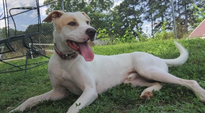 (Bonus) Pet of the Week: He’s a Dandy!