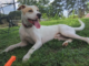 (Bonus) Pet of the Week: He’s a Dandy!