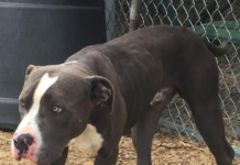 Pet of the Week: Help Gus find his forever home