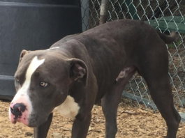 Pet of the Week: Help Gus find his forever home