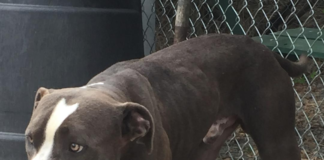 Pet of the Week: Help Gus find his forever home