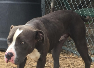 Pet of the Week: Help Gus find his forever home