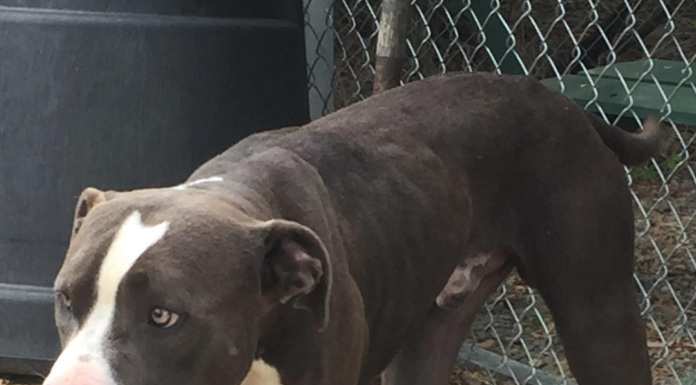 Pet of the Week: Help Gus find his forever home