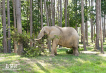Whatever happened to Nosey the elephant?