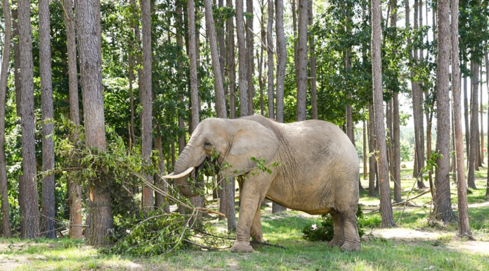 Whatever happened to Nosey the elephant?