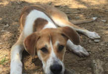 Pet of the Week: Spencer’s looking for his forever home