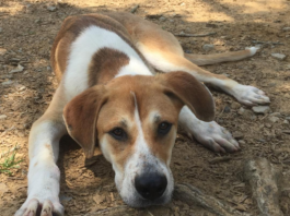 Pet of the Week: Spencer’s looking for his forever home