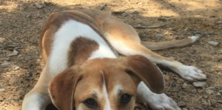 Pet of the Week: Spencer’s looking for his forever home