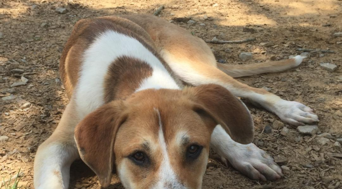 Pet of the Week: Spencer’s looking for his forever home