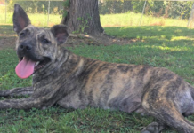 Pet of the Week: Satisfy your sweet tooth with Fudge Swirl!