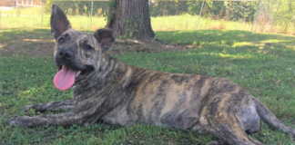 Pet of the Week: Satisfy your sweet tooth with Fudge Swirl!