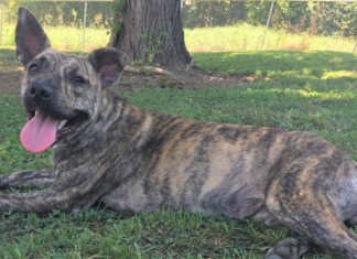 Pet of the Week: Satisfy your sweet tooth with Fudge Swirl!