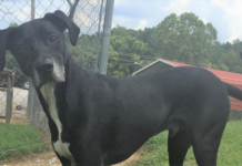 (Bonus) Pet of the Week: Fire up your life with Char-Coal!