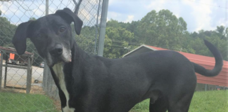 (Bonus) Pet of the Week: Fire up your life with Char-Coal!