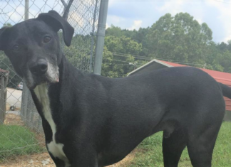 (Bonus) Pet of the Week: Fire up your life with Char-Coal!