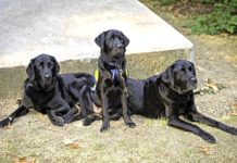 Understanding Alabama’s service dog laws