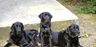 Understanding Alabama’s service dog laws