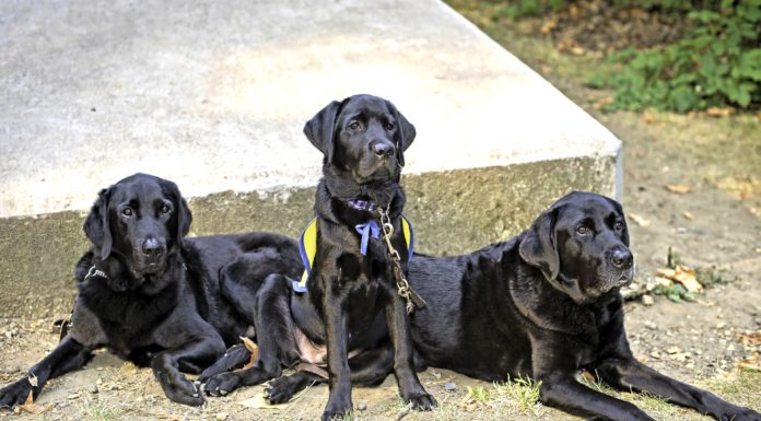 Understanding Alabama’s service dog laws