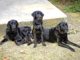 Understanding Alabama’s service dog laws