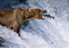 Wallace State’s Evelyn Burrow Museum to host ‘Thomas D. Mangelsen- A Life in the Wild’ tour