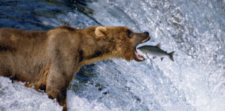 Wallace State’s Evelyn Burrow Museum to host ‘Thomas D. Mangelsen- A Life in the Wild’ tour