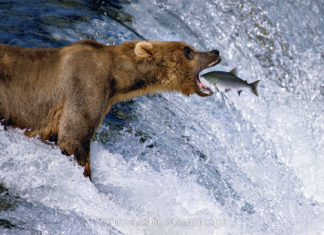 Wallace State’s Evelyn Burrow Museum to host ‘Thomas D. Mangelsen- A Life in the Wild’ tour