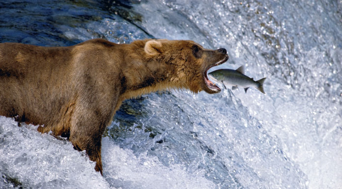 Wallace State’s Evelyn Burrow Museum to host ‘Thomas D. Mangelsen- A Life in the Wild’ tour